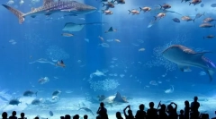 A világ legnagyobb óceánja